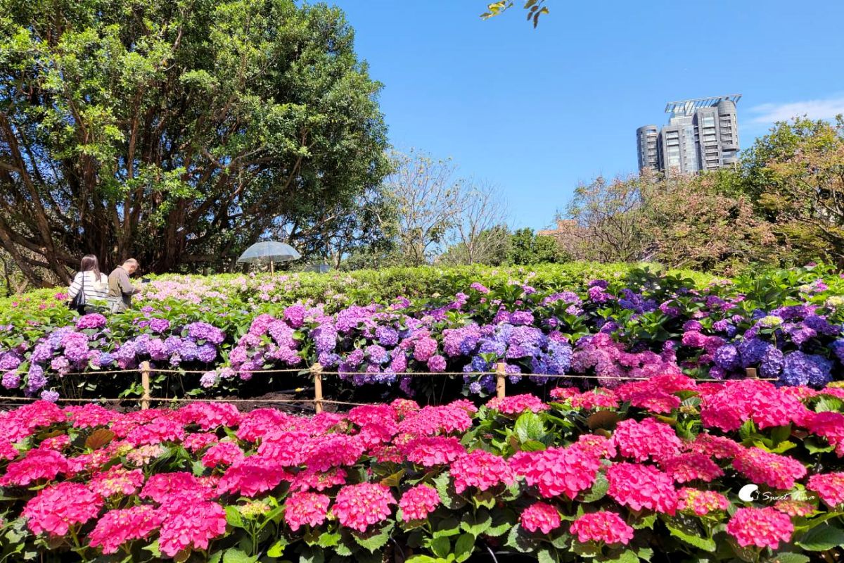台北免門票繡球花海美翻！搭捷運、公車免上山輕鬆逛，21萬株杜鵑同步綻放