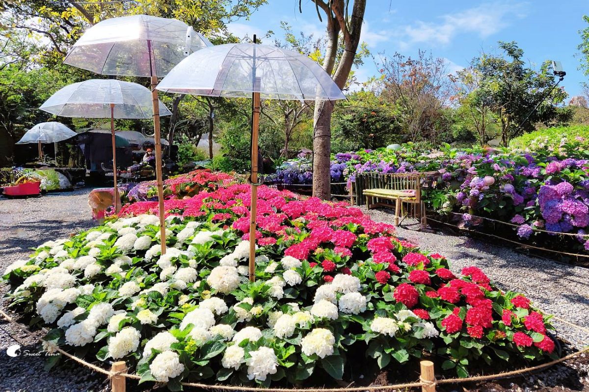 台北免門票繡球花海美翻！搭捷運、公車免上山輕鬆逛，21萬株杜鵑同步綻放