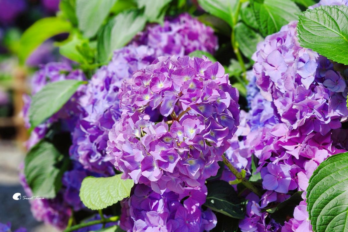 台北免門票繡球花海美翻！搭捷運、公車免上山輕鬆逛，21萬株杜鵑同步綻放