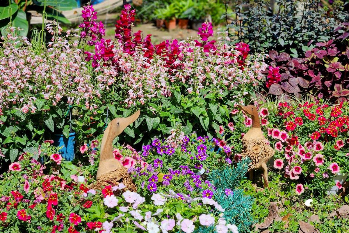 台北免門票繡球花海美翻！搭捷運、公車免上山輕鬆逛，21萬株杜鵑同步綻放