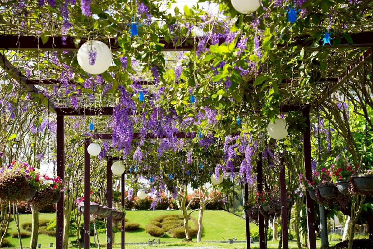 台版兼六園紫色花海來襲！中部最美「許願藤花園」在這，連假兒童免費入園