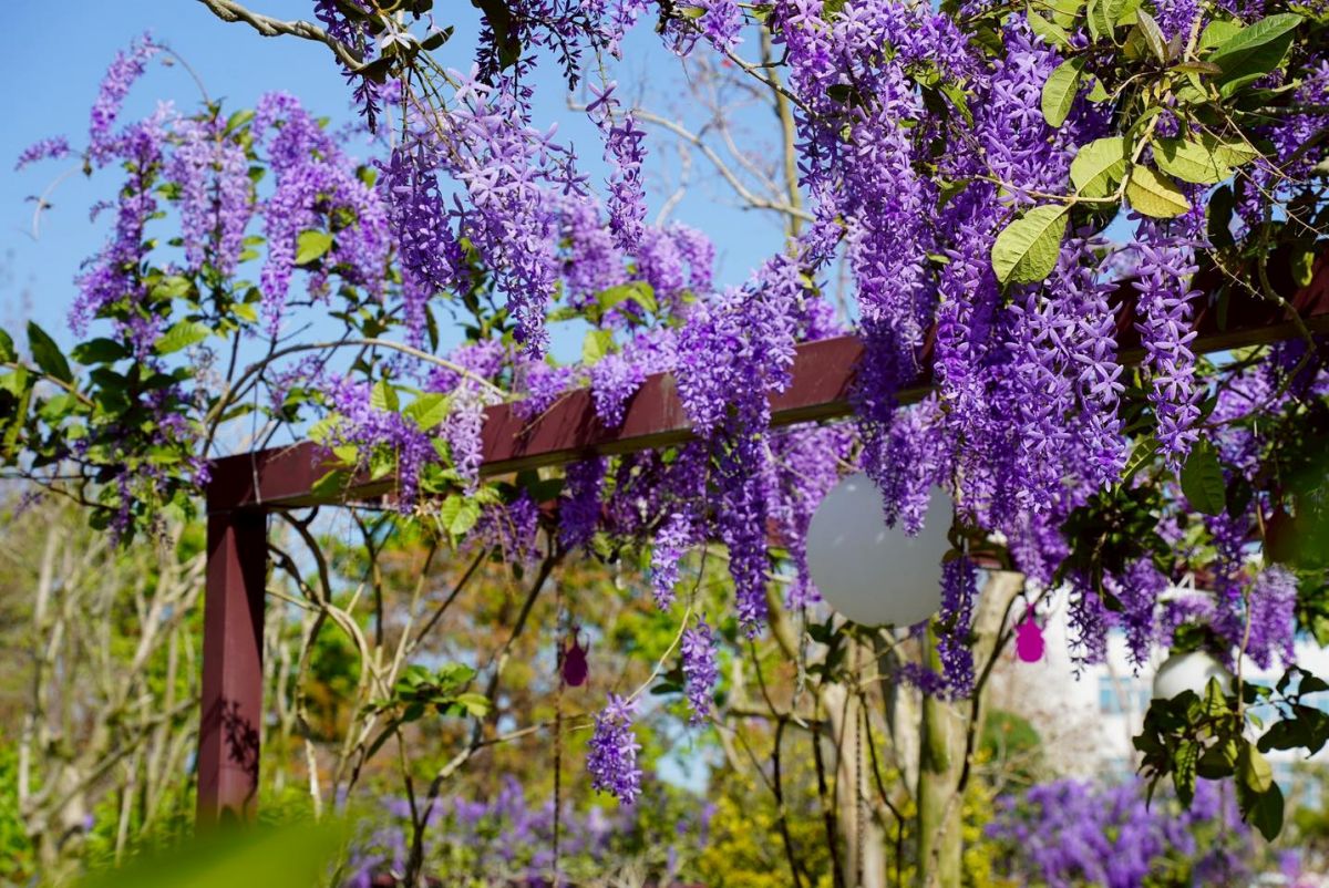 台版兼六園紫色花海來襲！中部最美「許願藤花園」在這，連假兒童免費入園