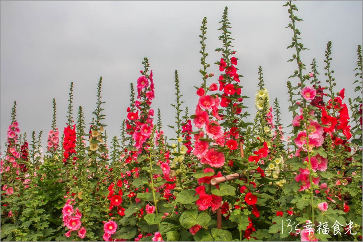 彰化最美「蜀葵花迷宮」免費開放！必拍黃阿瑪主題旋轉木馬、送恐龍樂園門票