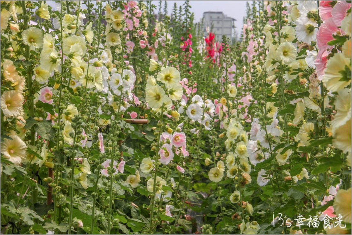 彰化最美「蜀葵花迷宮」免費開放！必拍黃阿瑪主題旋轉木馬、送恐龍樂園門票