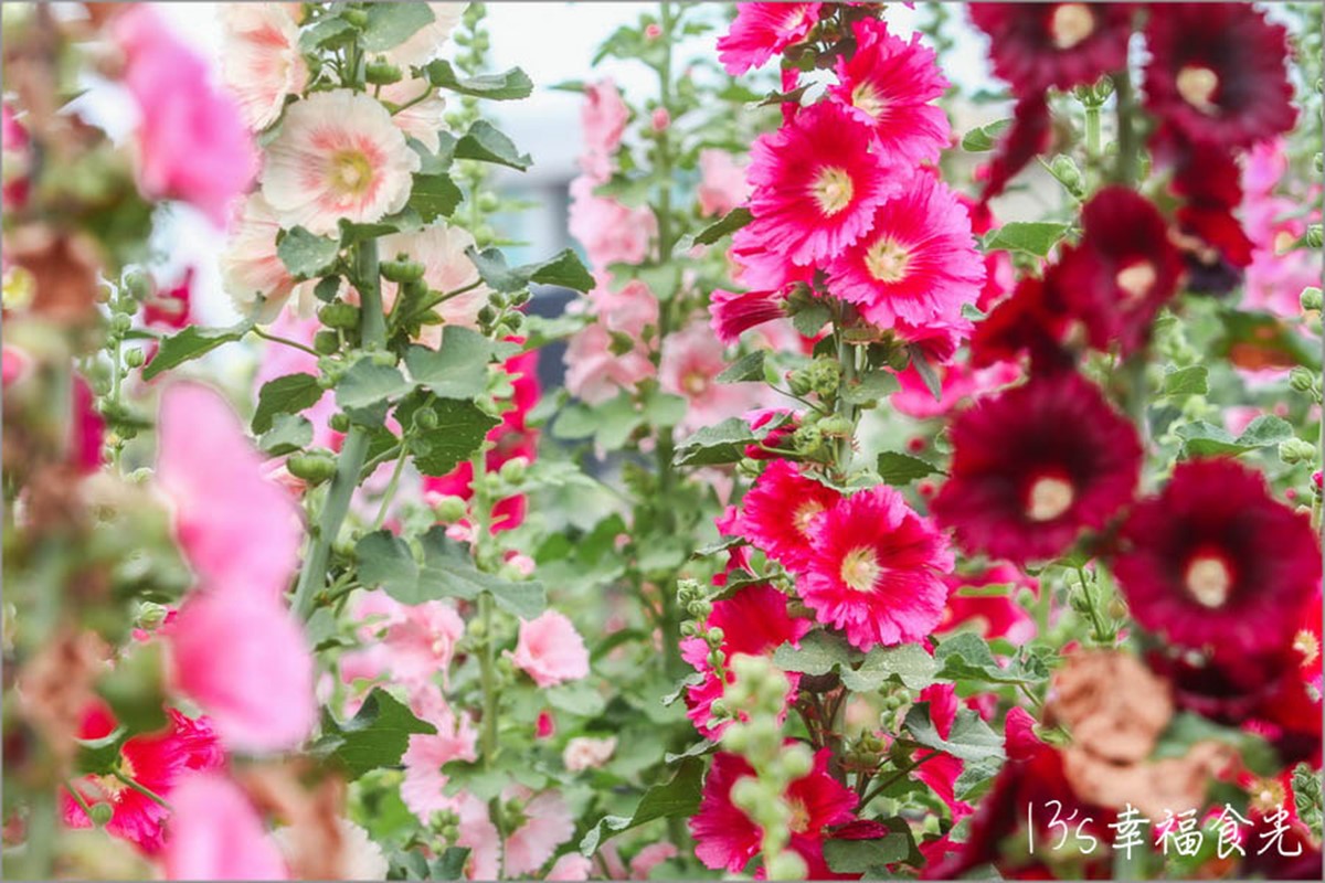 彰化最美「蜀葵花迷宮」免費開放！必拍黃阿瑪主題旋轉木馬、送恐龍樂園門票