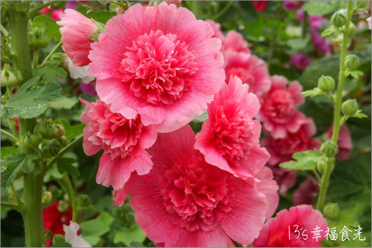 彰化最美「蜀葵花迷宮」免費開放！必拍黃阿瑪主題旋轉木馬、送恐龍樂園門票