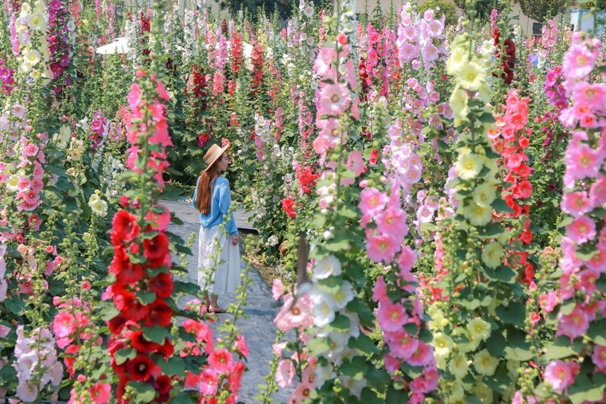 彰化最美「蜀葵花迷宮」免費開放！必拍黃阿瑪主題旋轉木馬、送恐龍樂園門票