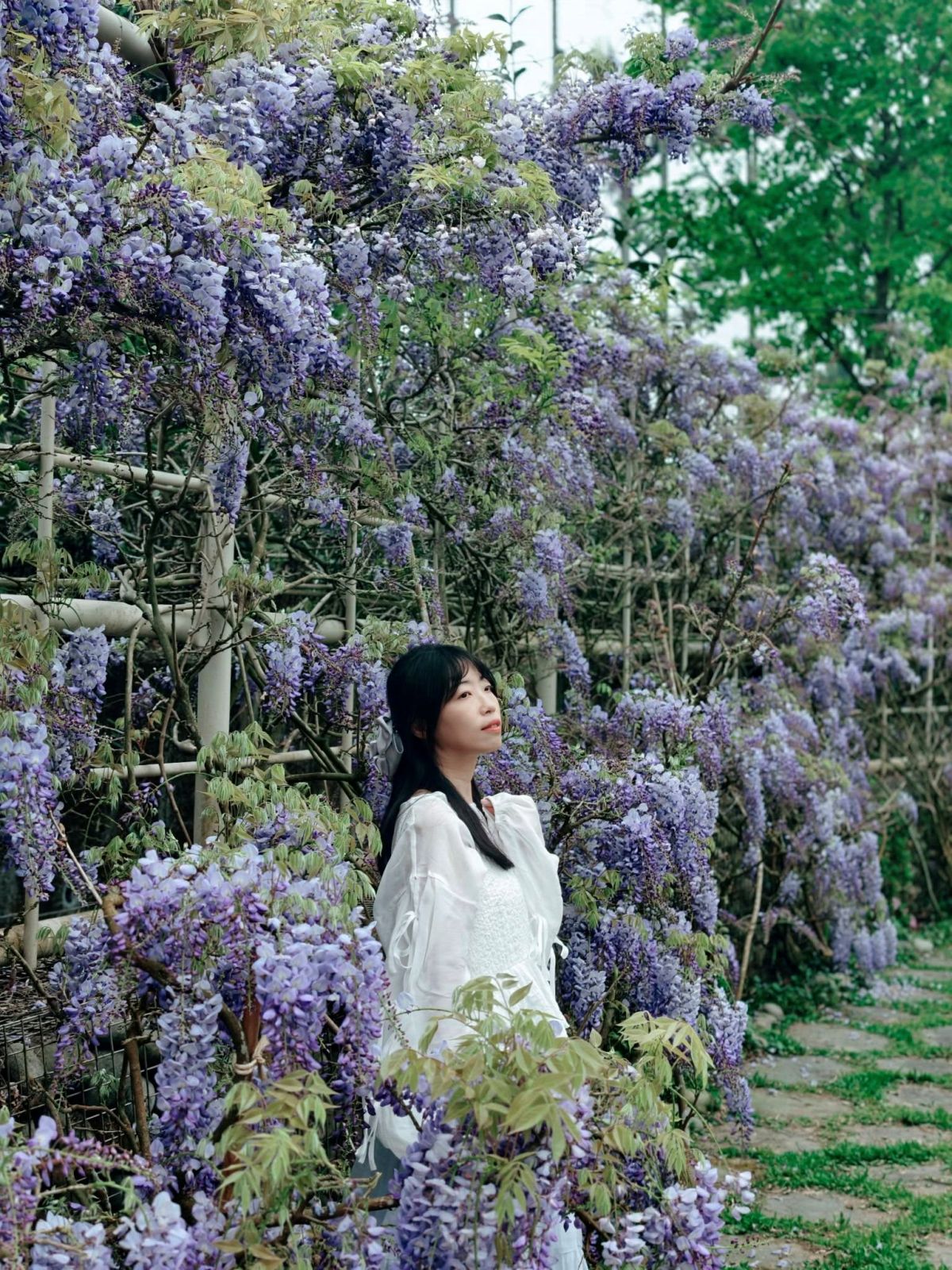 夢幻紫色花海大爆發！「2026嘉義瑞里紫藤花季」15處賞花景點推薦全攻略