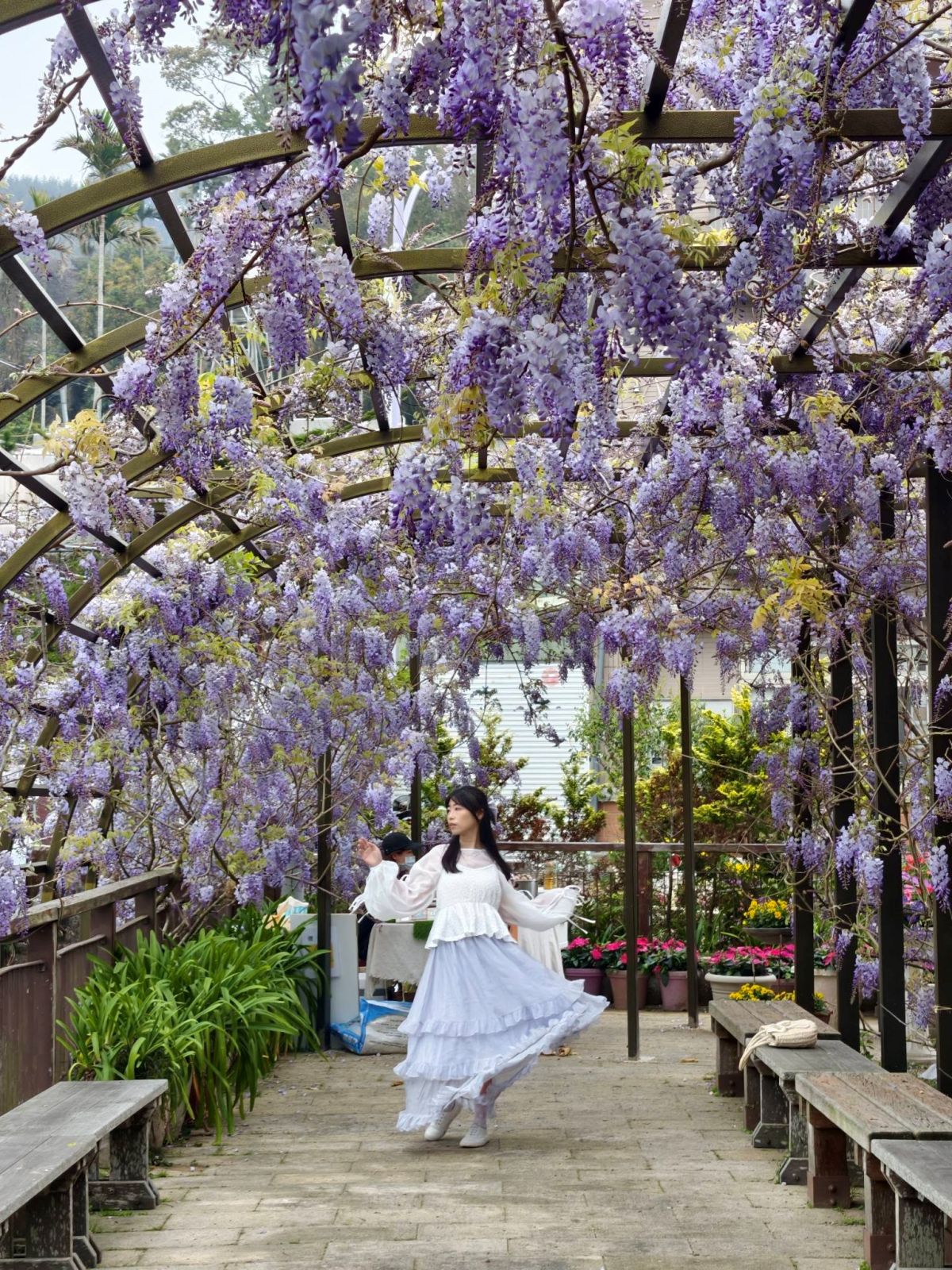 夢幻紫色花海大爆發！「2026嘉義瑞里紫藤花季」15處賞花景點推薦全攻略
