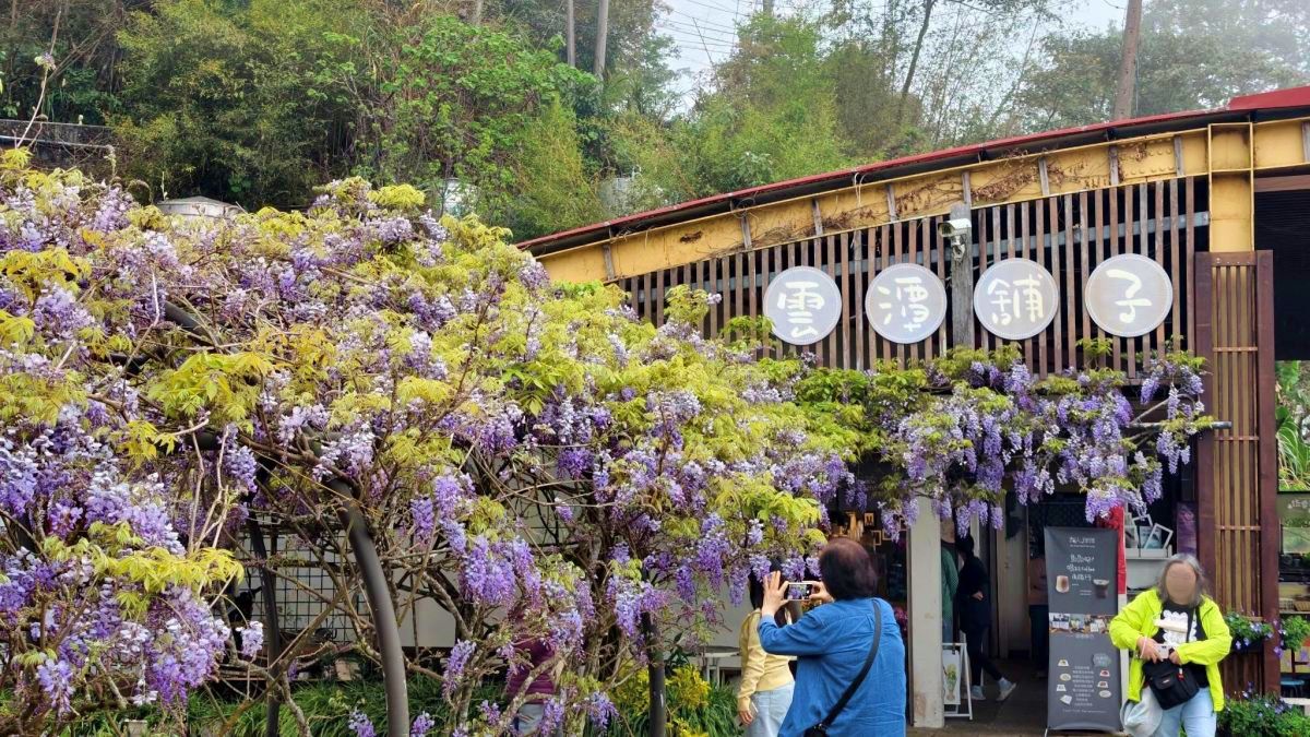 夢幻紫色花海大爆發！「2026嘉義瑞里紫藤花季」15處賞花景點推薦全攻略