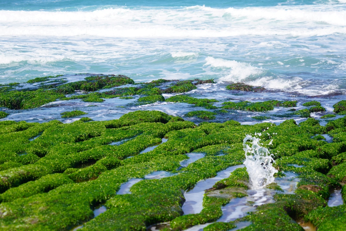 「老梅綠石槽」轉綠了!北海岸1日遊必逛7亮點:台版忠犬小八、西部牛仔村 「老梅綠石槽」轉綠了!北海岸1日遊必逛7亮點:台版忠犬小八、西部牛仔村