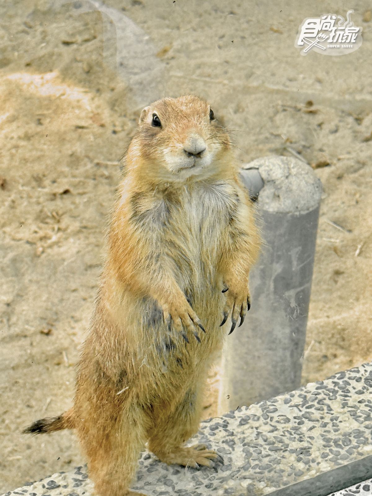 高雄最新「野森動物學校」開箱！萌寵動物近距離互動超幸福，餐飲設施一次看