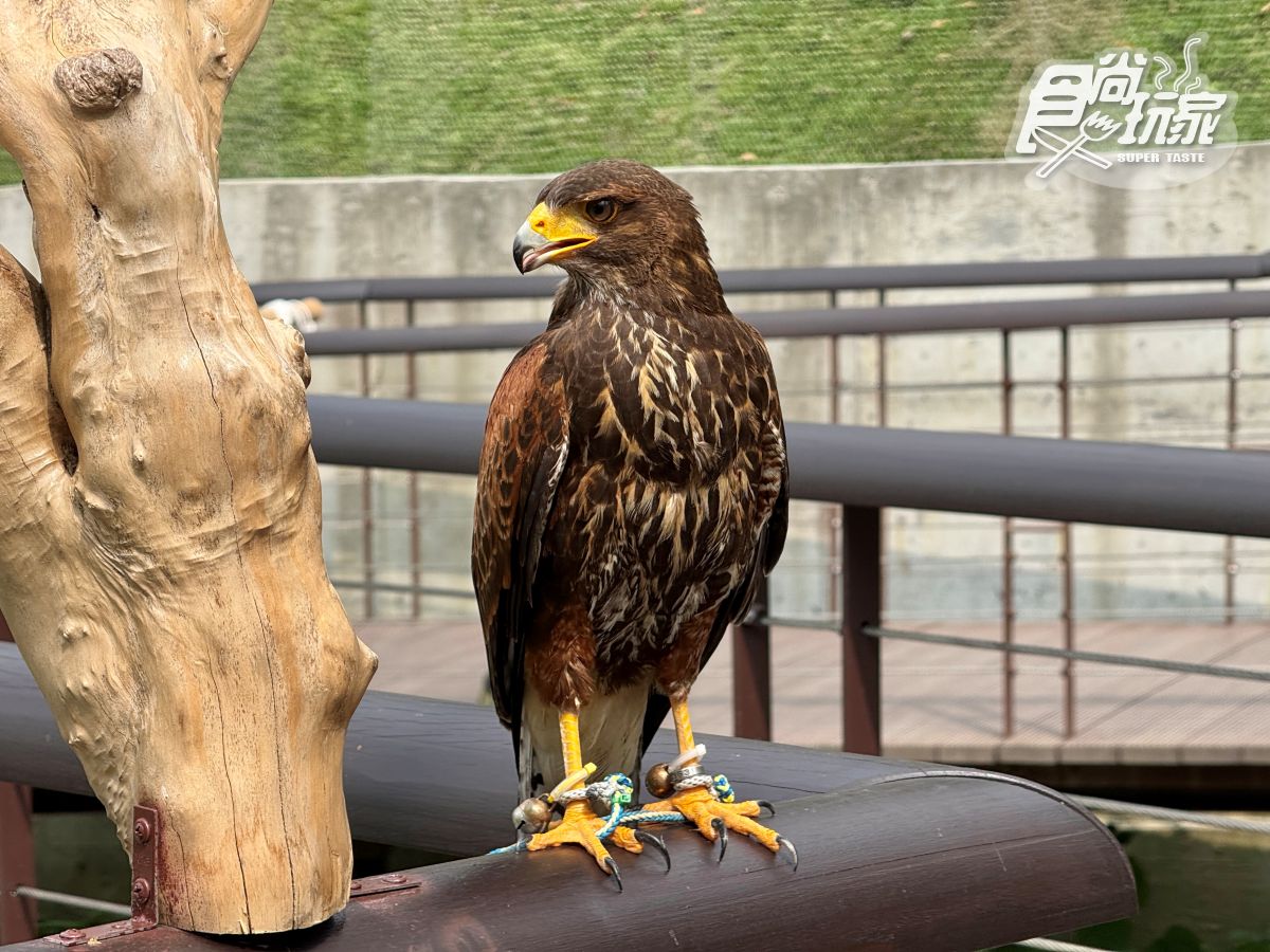 高雄最新「野森動物學校」開箱！萌寵動物近距離互動超幸福，餐飲設施一次看