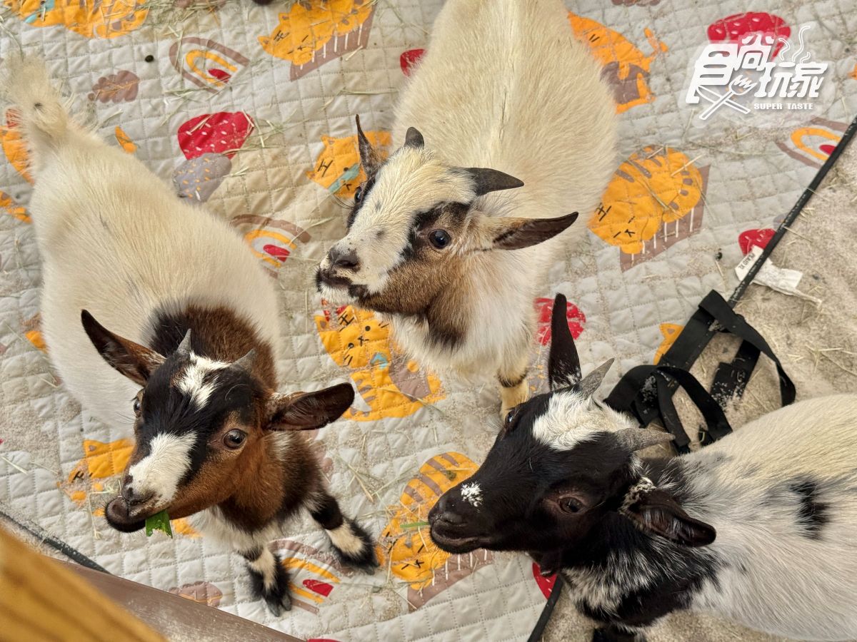 高雄最新「野森動物學校」開箱！萌寵動物近距離互動超幸福，餐飲設施一次看