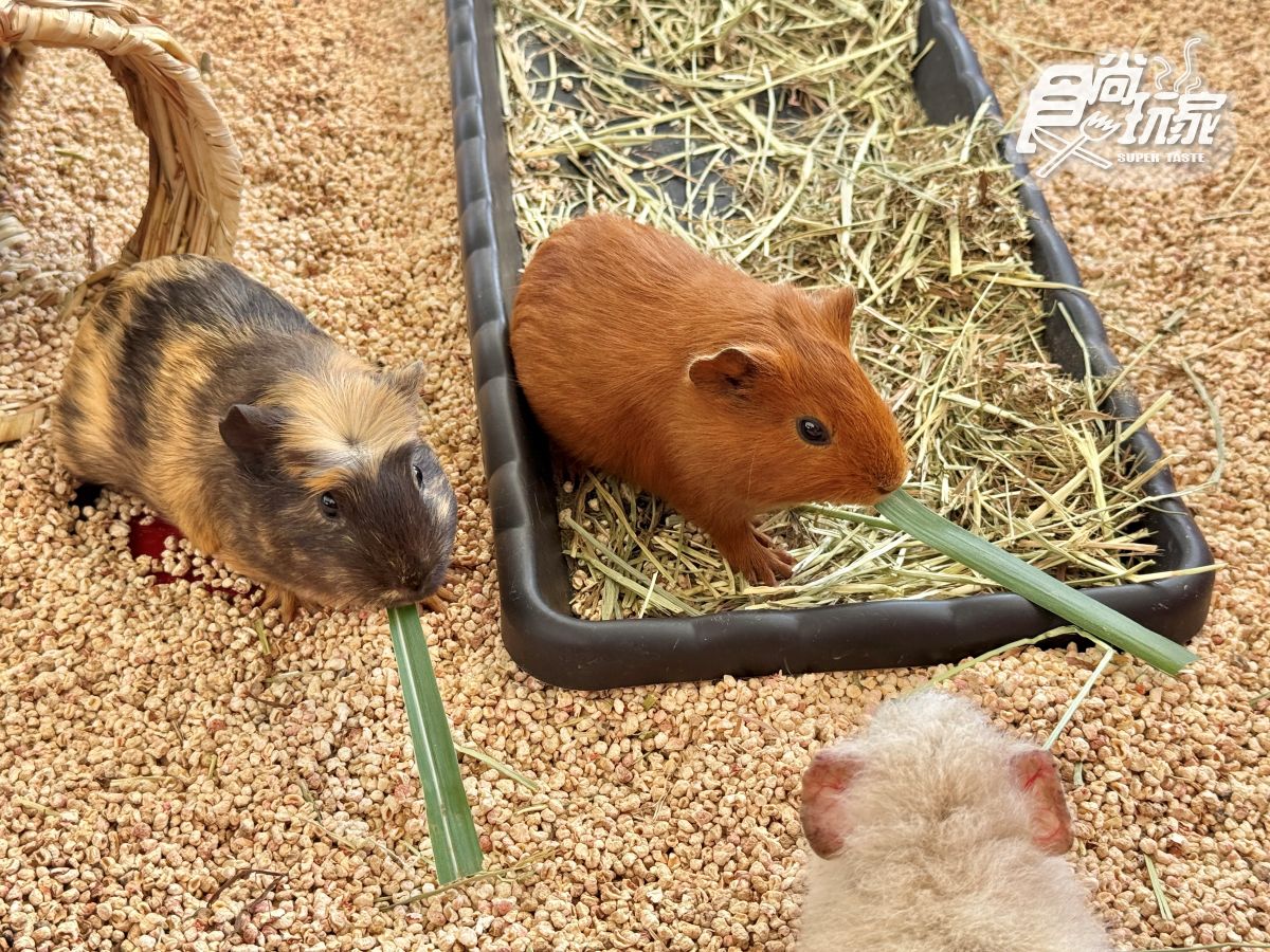 高雄最新「野森動物學校」開箱！萌寵動物近距離互動超幸福，餐飲設施一次看