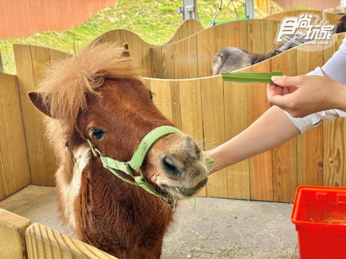 高雄最新「野森動物學校」開箱！萌寵動物近距離互動超幸福，餐飲設施一次看