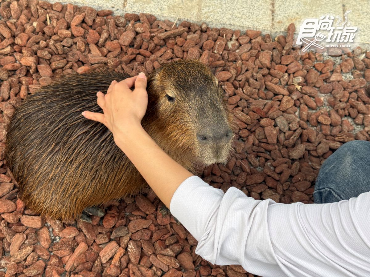 高雄最新「野森動物學校」開箱！萌寵動物近距離互動超幸福，餐飲設施一次看