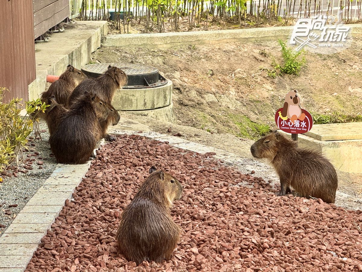 高雄最新「野森動物學校」開箱！萌寵動物近距離互動超幸福，餐飲設施一次看