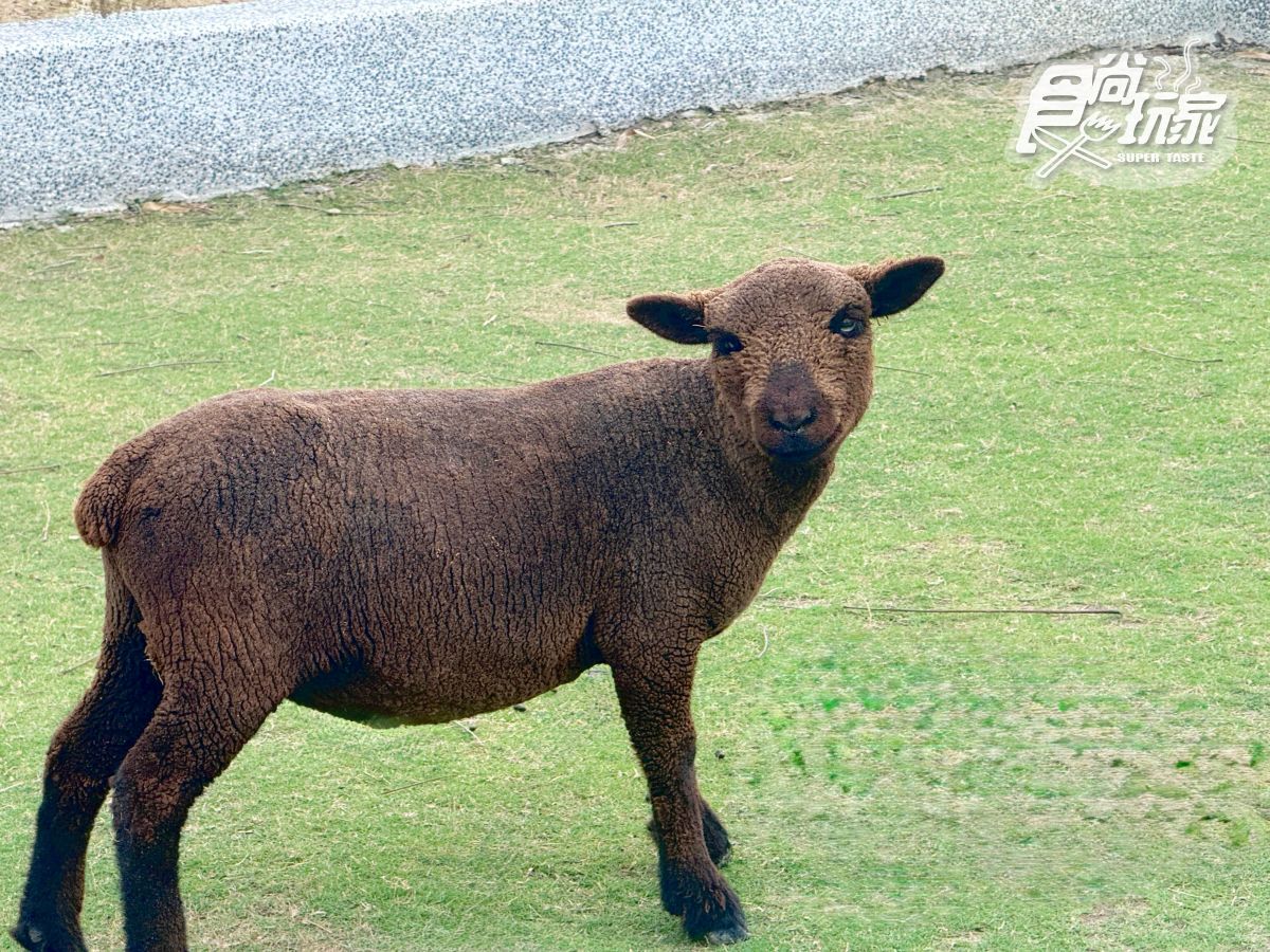 高雄最新「野森動物學校」開箱！萌寵動物近距離互動超幸福，餐飲設施一次看