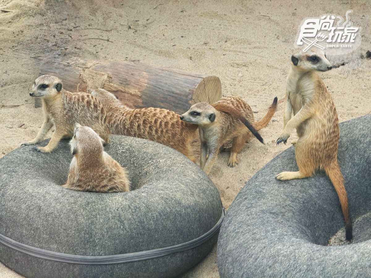 高雄最新「野森動物學校」開箱！萌寵動物近距離互動超幸福，餐飲設施一次看