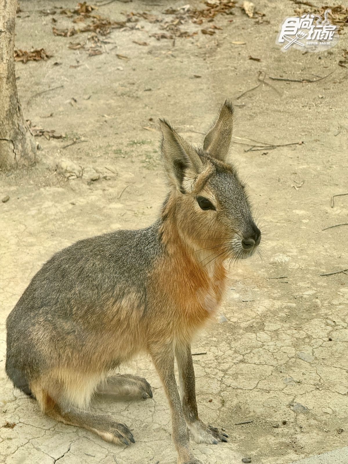 高雄最新「野森動物學校」開箱！萌寵動物近距離互動超幸福，餐飲設施一次看