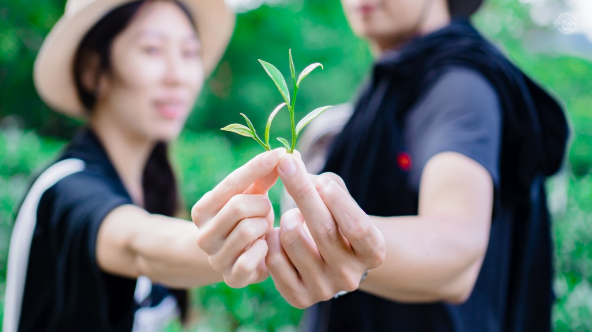 新店賞螢秘境！百年農場超Chill玩法：採茶、吃冰淇淋、住進森林露營車