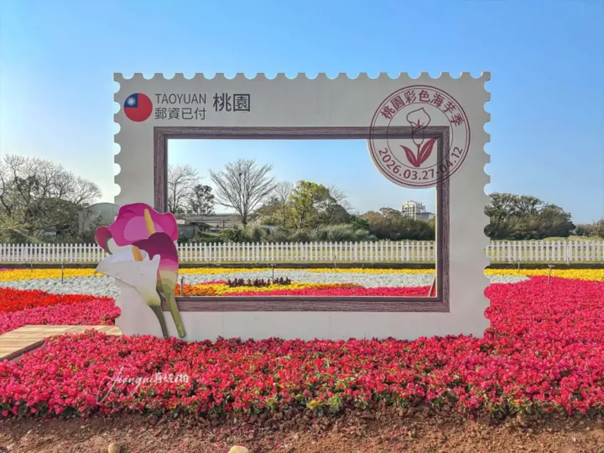 2026全台海芋地圖！桃園14萬株彩色花海美瘋，竹子湖、福壽山高山仙境一次看