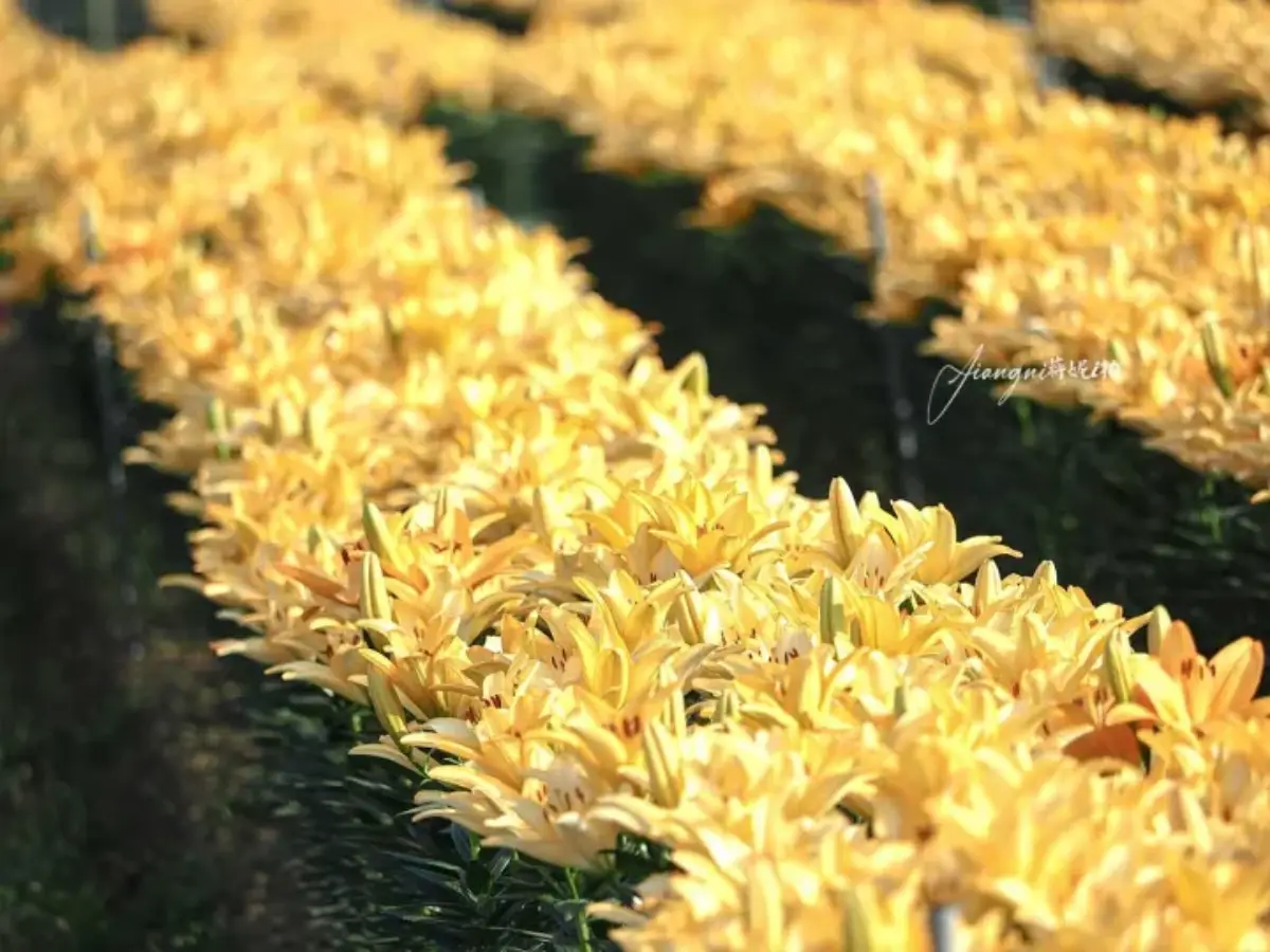 2026全台海芋地圖！桃園14萬株彩色花海美瘋，竹子湖、福壽山高山仙境一次看