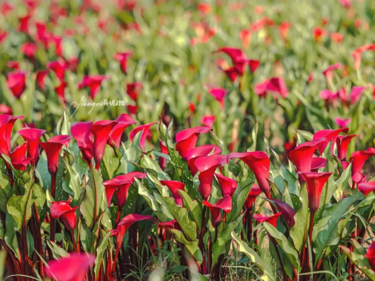 2026全台海芋地圖!桃園14萬株彩色花海美瘋,竹子湖、福壽山高山仙境一次看 2026全台海芋地圖!桃園14萬株彩色花海美瘋,竹子湖、福壽山高山仙境一次看
