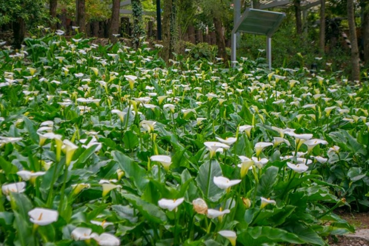 2026全台海芋地圖！桃園14萬株彩色花海美瘋，竹子湖、福壽山高山仙境一次看