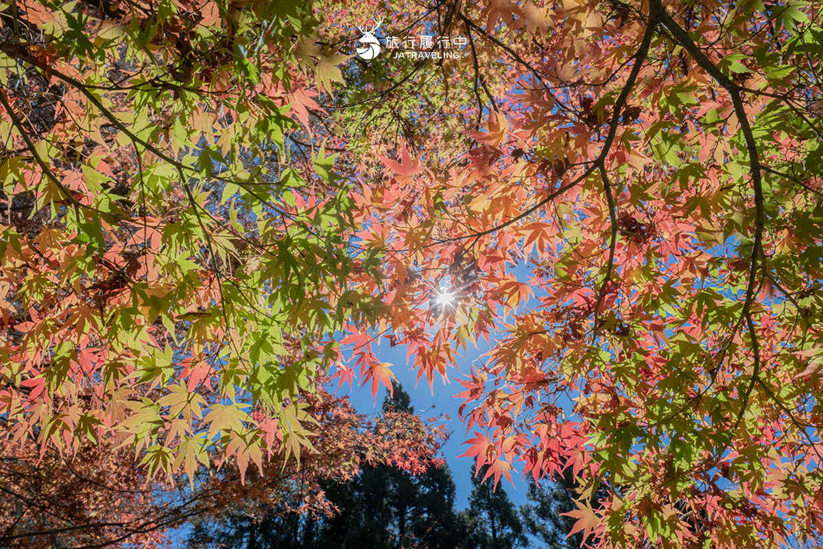 2026全台海芋地圖!桃園14萬株彩色花海美瘋,竹子湖、福壽山高山仙境一次看 2026全台海芋地圖!桃園14萬株彩色花海美瘋,竹子湖、福壽山高山仙境一次看