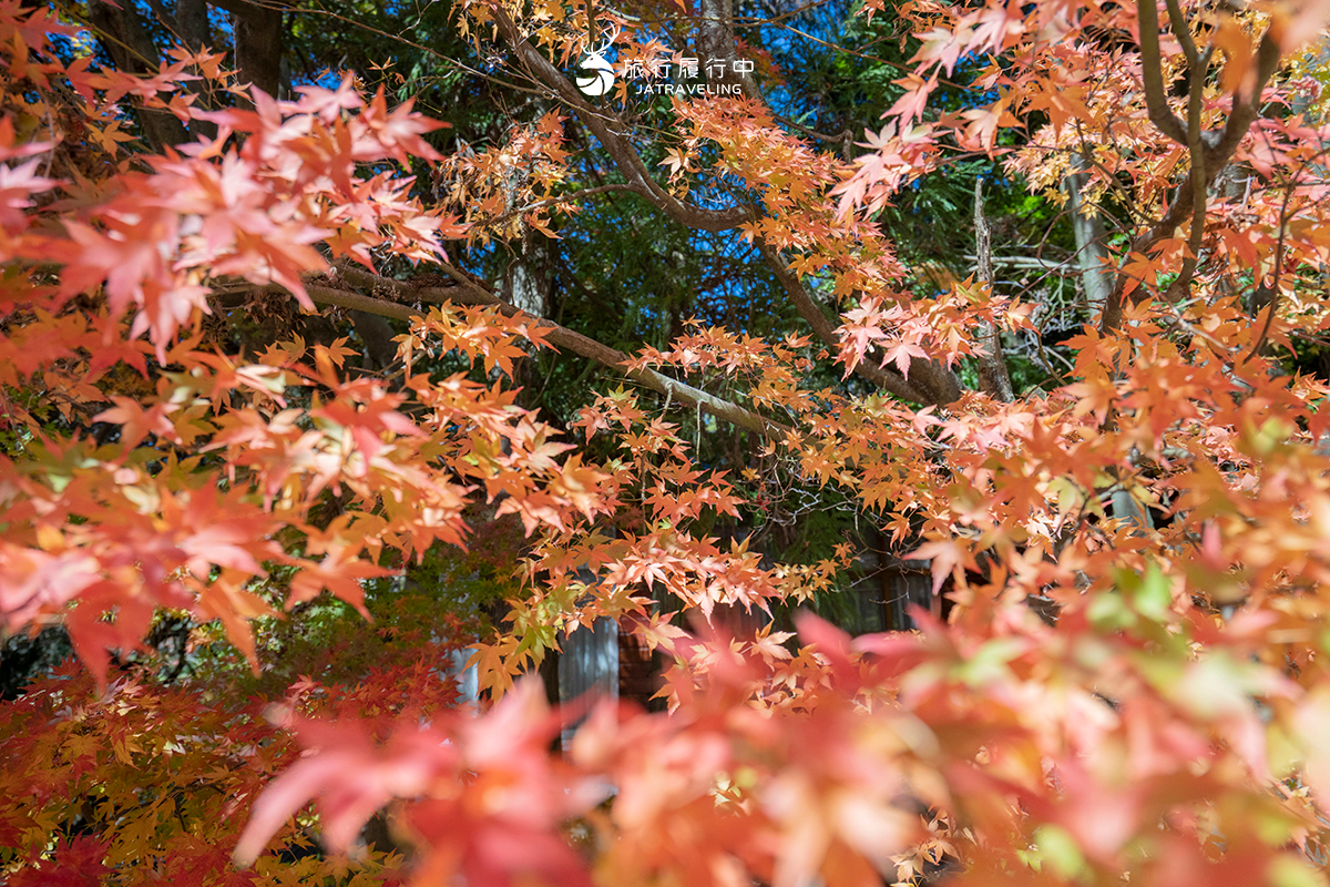 2026全台海芋地圖！桃園14萬株彩色花海美瘋，竹子湖、福壽山高山仙境一次看