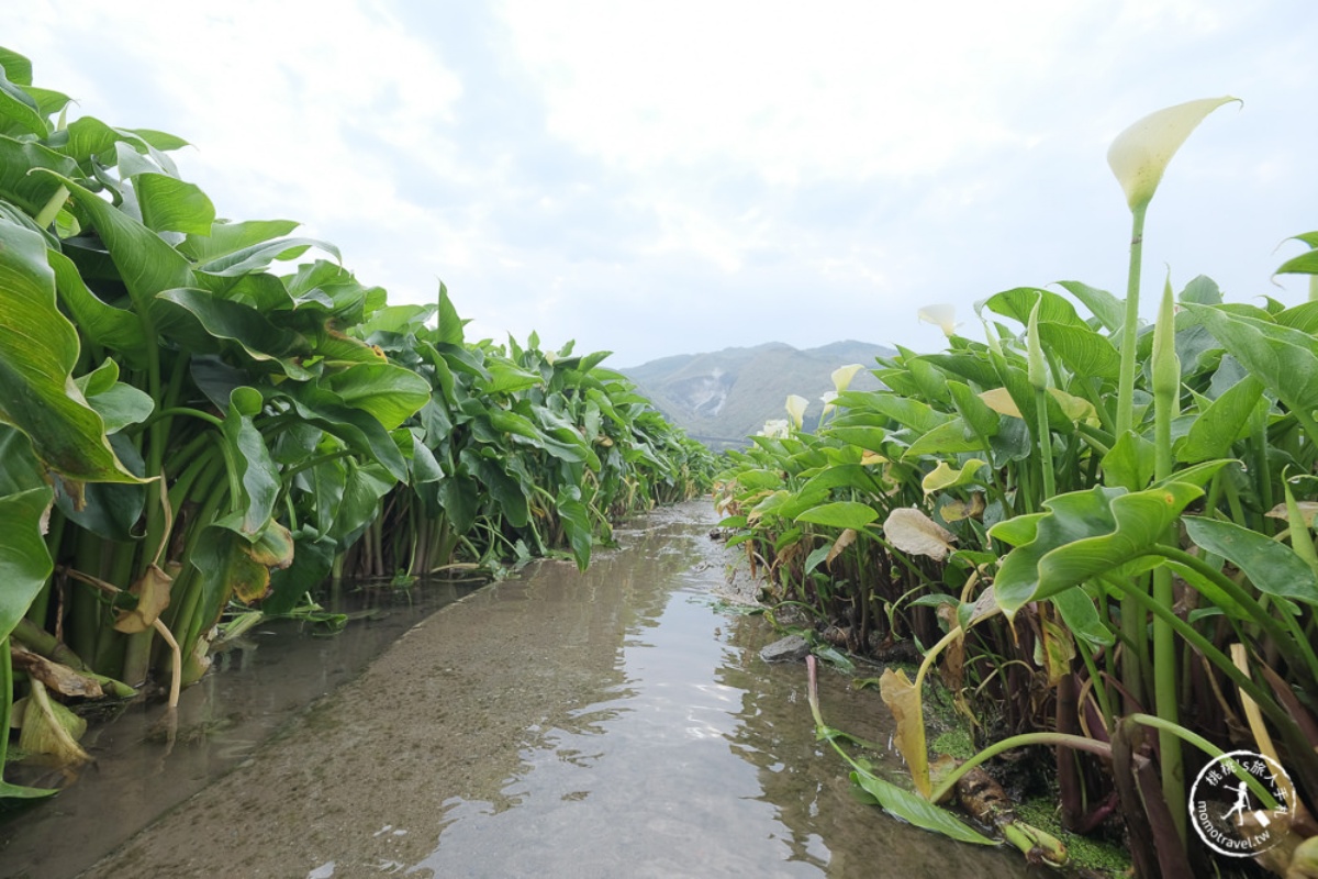 2026全台海芋地圖！桃園14萬株彩色花海美瘋，竹子湖、福壽山高山仙境一次看