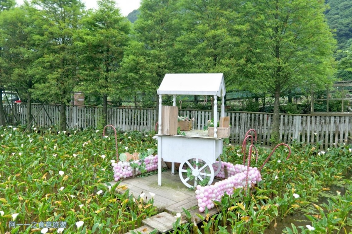 2026全台海芋地圖！桃園14萬株彩色花海美瘋，竹子湖、福壽山高山仙境一次看