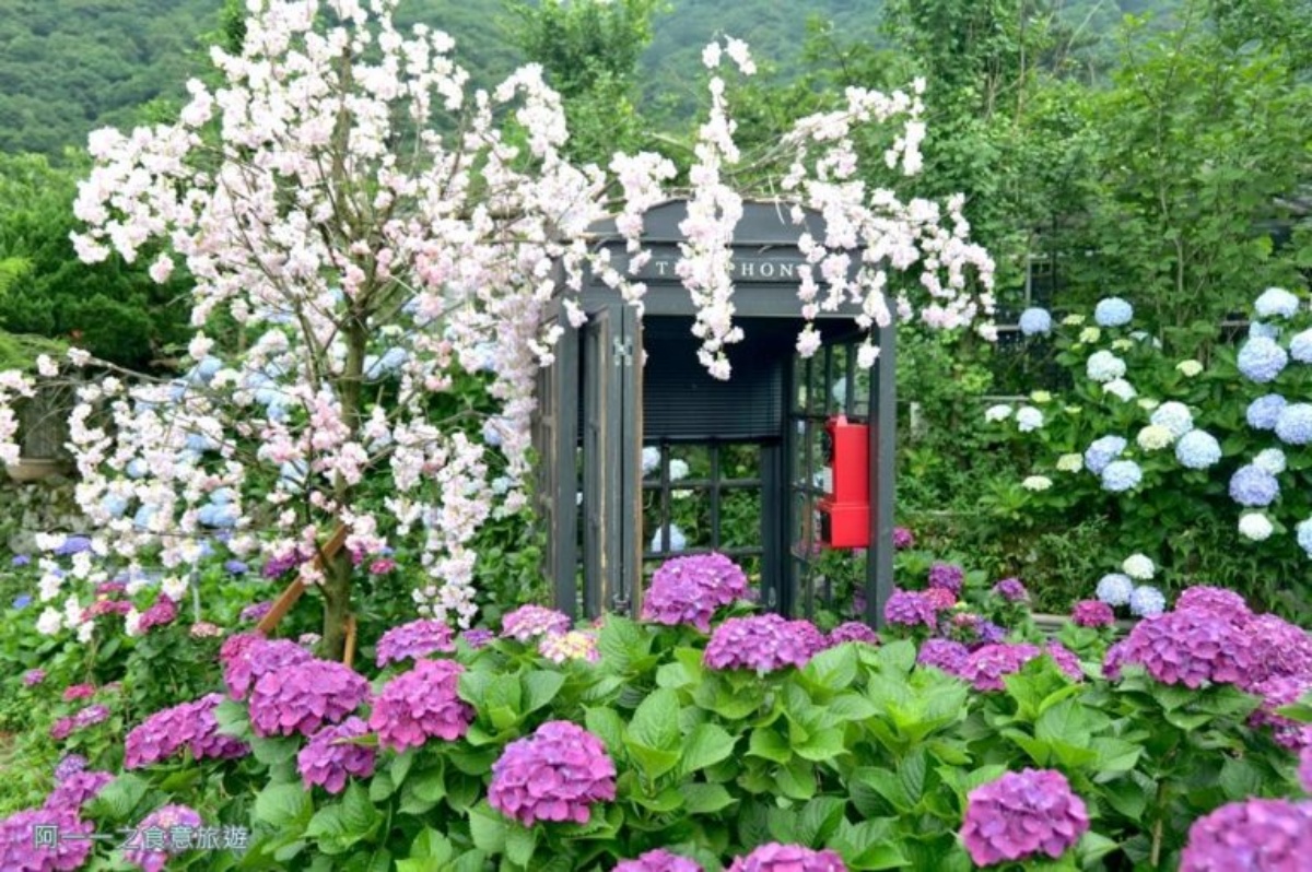 2026全台海芋地圖！桃園14萬株彩色花海美瘋，竹子湖、福壽山高山仙境一次看