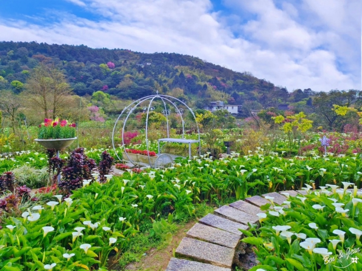 2026全台海芋地圖！桃園14萬株彩色花海美瘋，竹子湖、福壽山高山仙境一次看