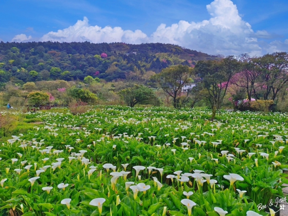 2026全台海芋地圖！桃園14萬株彩色花海美瘋，竹子湖、福壽山高山仙境一次看