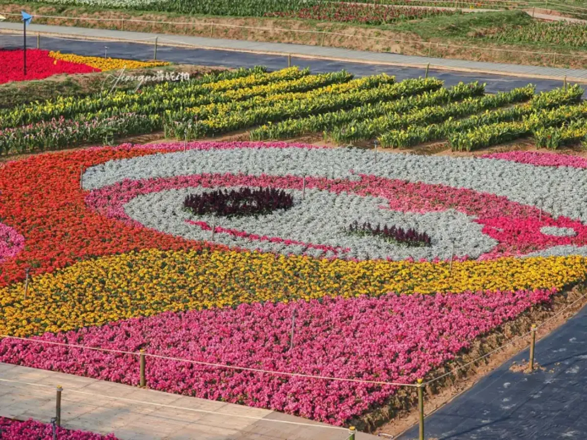 2026全台海芋地圖！桃園14萬株彩色花海美瘋，竹子湖、福壽山高山仙境一次看