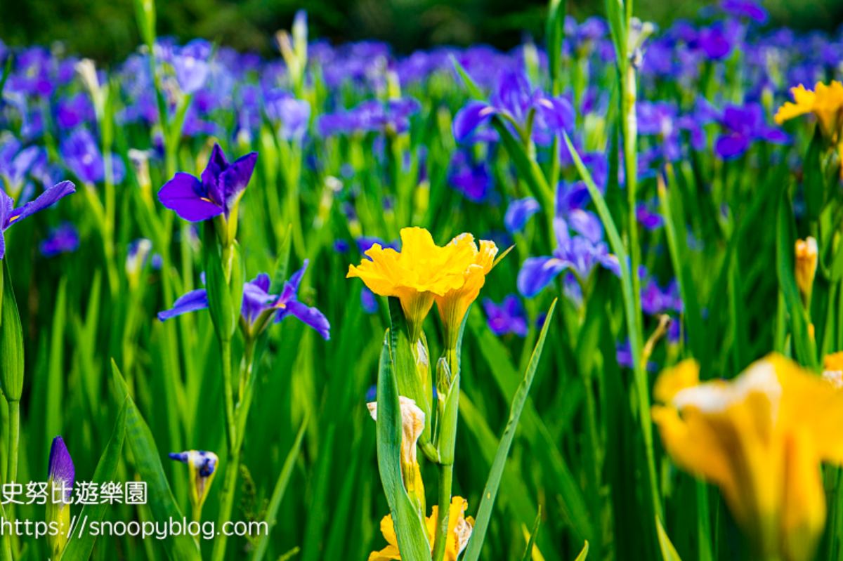 全台唯一百年梯田花海!石門嵩山鳶尾花季登場,免門票拍出梵谷名畫紫白浪漫 全台唯一百年梯田花海!石門嵩山鳶尾花季登場,免門票拍出梵谷名畫紫白浪漫