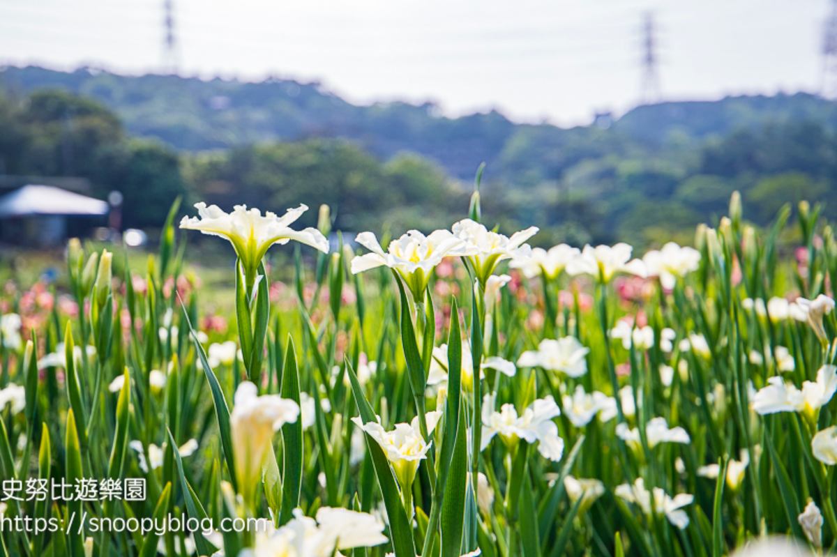 全台唯一百年梯田花海!石門嵩山鳶尾花季登場,免門票拍出梵谷名畫紫白浪漫 全台唯一百年梯田花海!石門嵩山鳶尾花季登場,免門票拍出梵谷名畫紫白浪漫