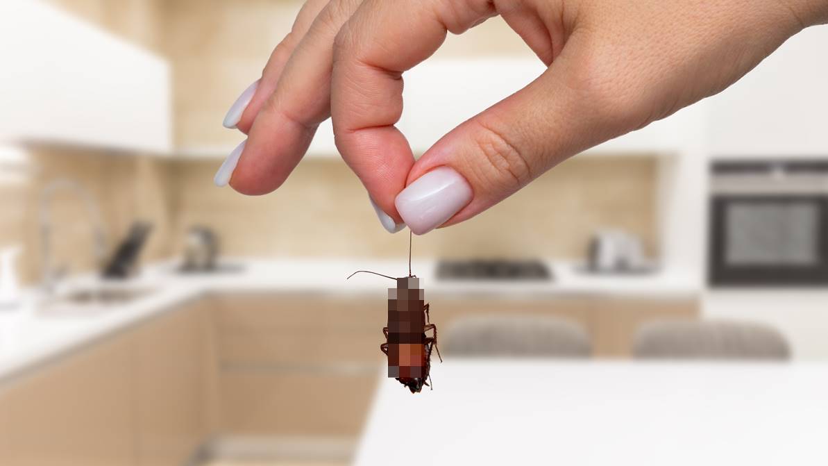 如何消滅廚房蟑螂？他往排水孔倒「１物」，小強從此消失、連臭味都沒了