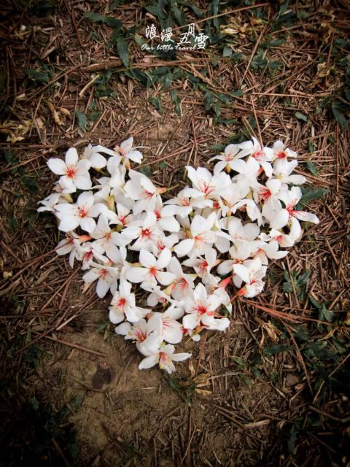 螢火蟲季６玩法！划SUP＋看螢河、住露營車賞五月雪，親子放電、美拍行程一次收