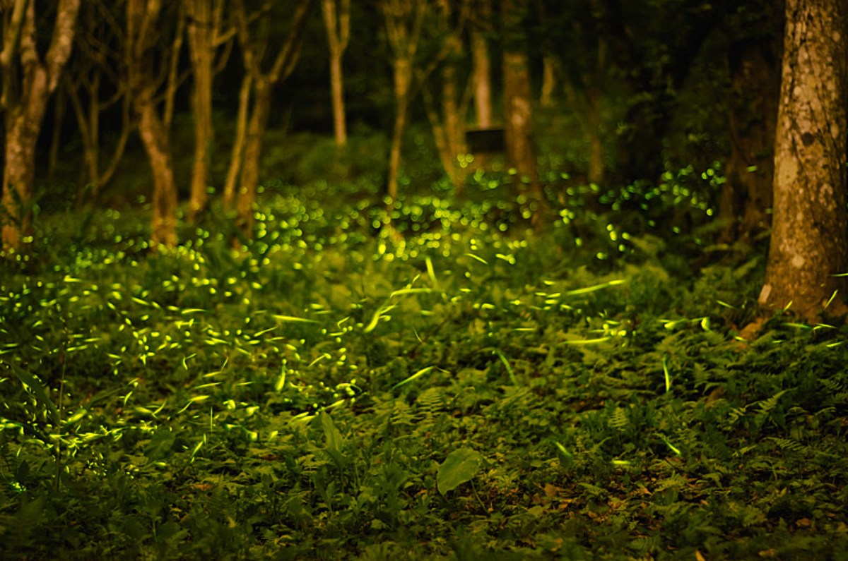螢火蟲季６玩法！划SUP＋看螢河、住露營車賞五月雪，親子放電、美拍行程一次收