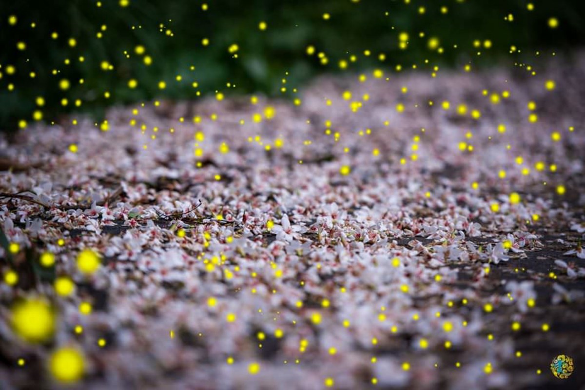 螢火蟲季６玩法！划SUP＋看螢河、住露營車賞五月雪，親子放電、美拍行程一次收
