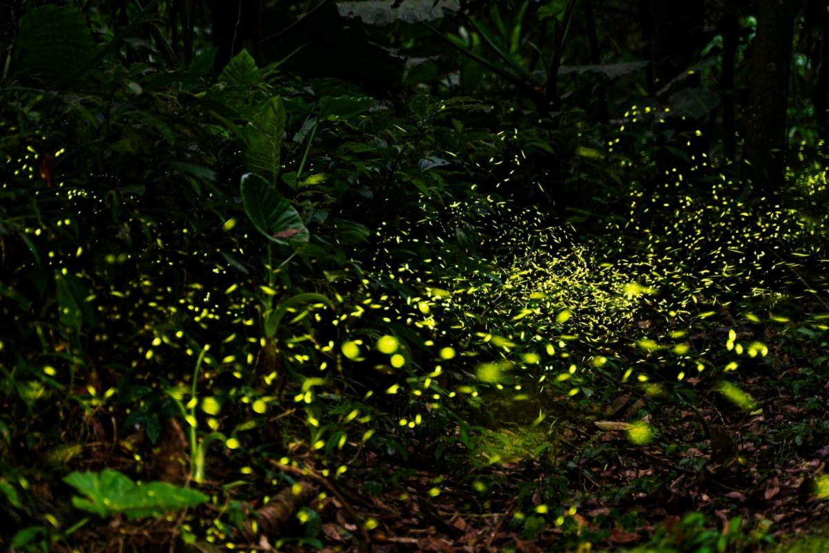 螢火蟲季６玩法！划SUP＋看螢河、住露營車賞五月雪，親子放電、美拍行程一次收
