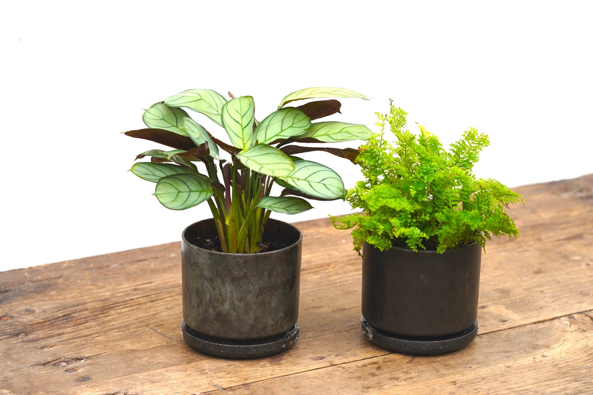 小七又發威！7-11全台首間「DAISO大創專區」，千款商品49元起、24小時開逛