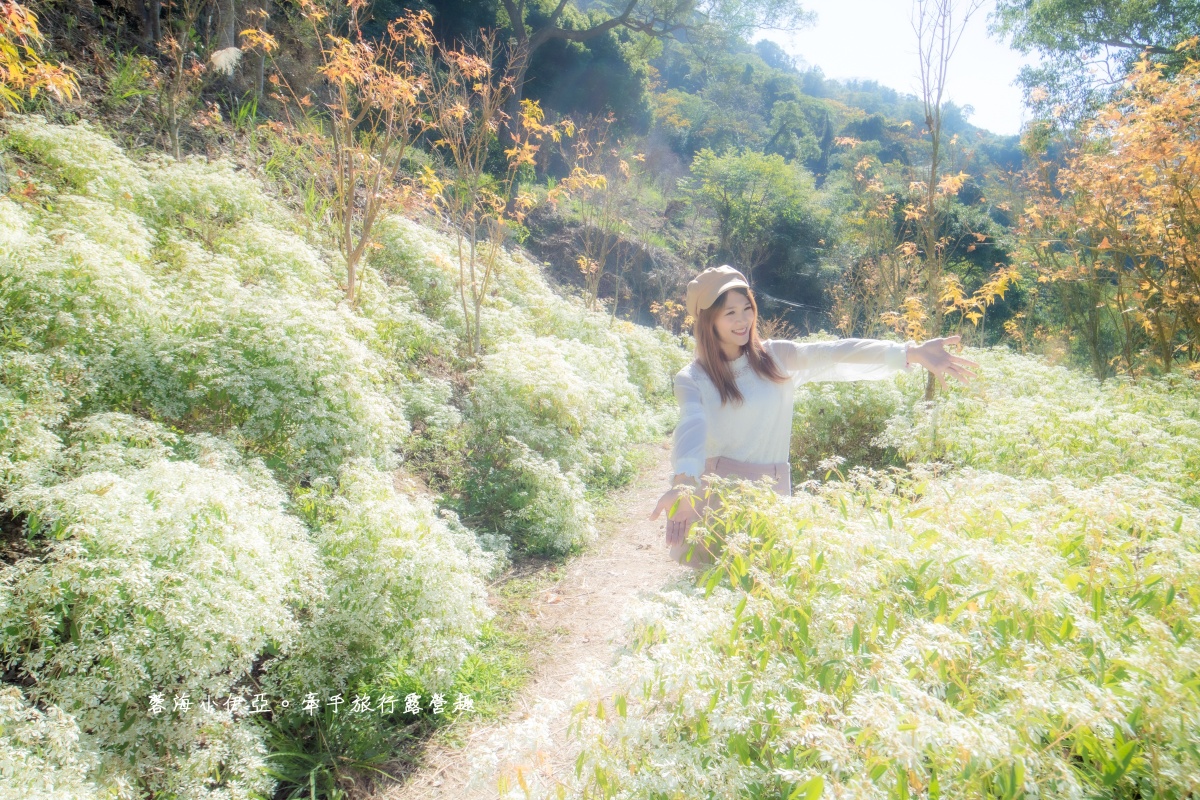 全台繡球花景點推薦：８千坪夢幻花海、山林秘境、歐式莊園小火車必打卡