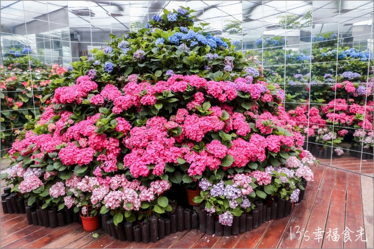 全台繡球花景點推薦：８千坪夢幻花海、山林秘境、歐式莊園小火車必打卡