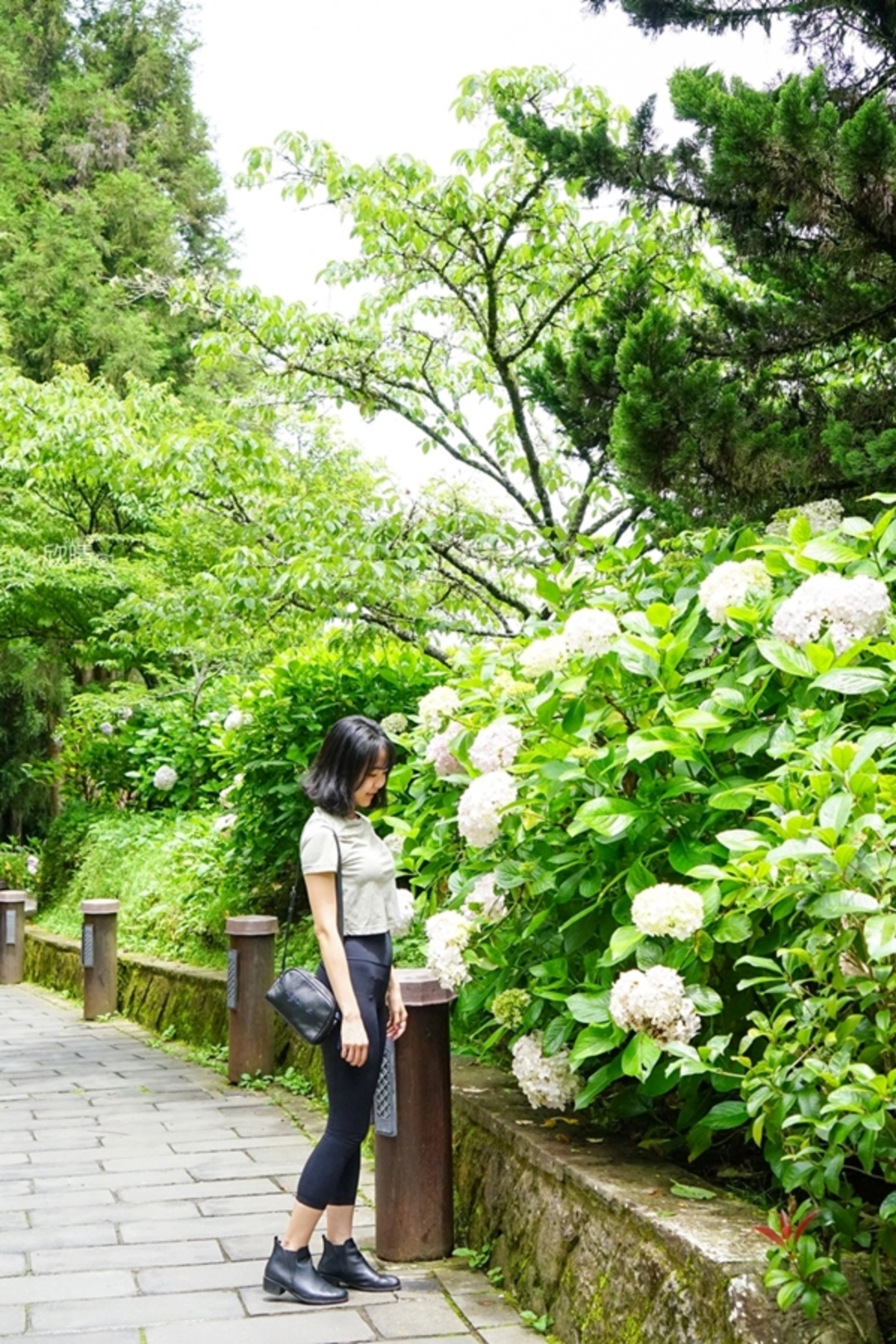 全台繡球花景點推薦：８千坪夢幻花海、山林秘境、歐式莊園小火車必打卡