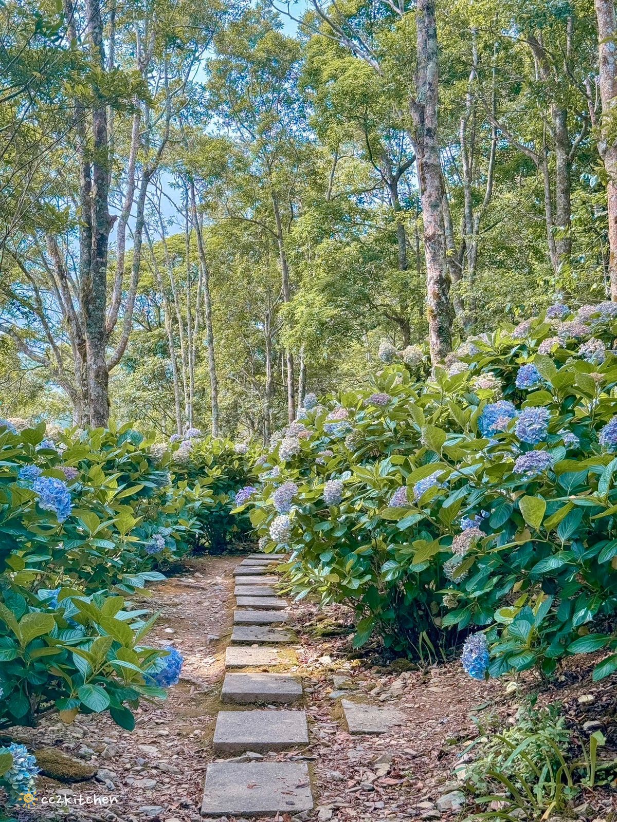 全台繡球花景點推薦：８千坪夢幻花海、山林秘境、歐式莊園小火車必打卡